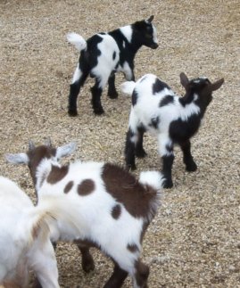 baby goats playing
