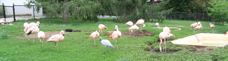 pink flamingos in a field