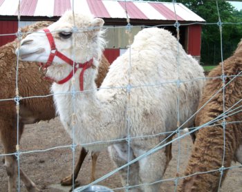 white camel with beautiful eye lashes