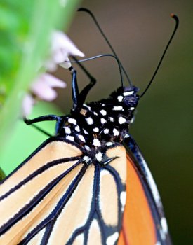 monarch butterfly pictures