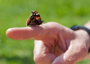 facts about butterflies