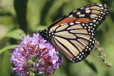 monarch butterfly pictures