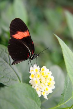 butterfly food