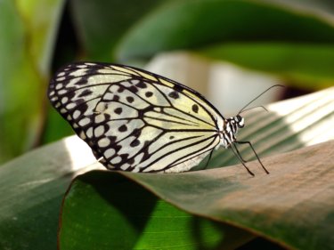 butterfly facts