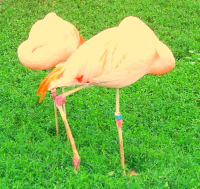 more pink flamingos