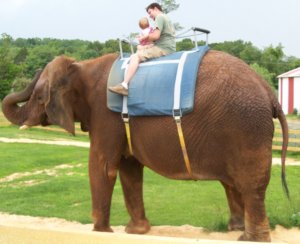 dad child on an elephant