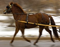 beautiful horse