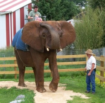 dad riding on an elephant