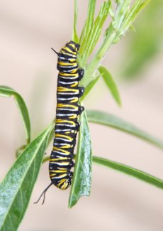 monarch butterfly caterpillar