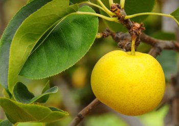 delious asian pears