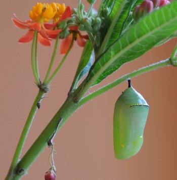 monarch chrysalis