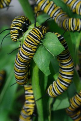 monarch caterpillars