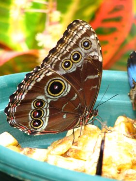 Blue Morpho butterfly