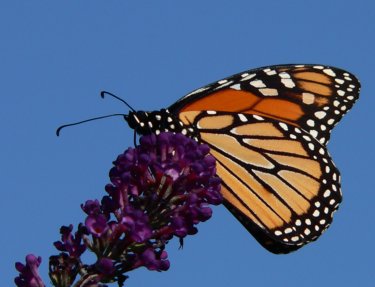monarch butterflies facts