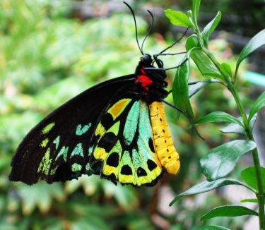 live butterfly garden