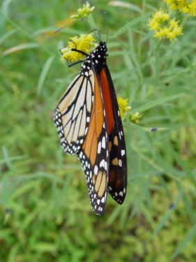monarch butterly migrations